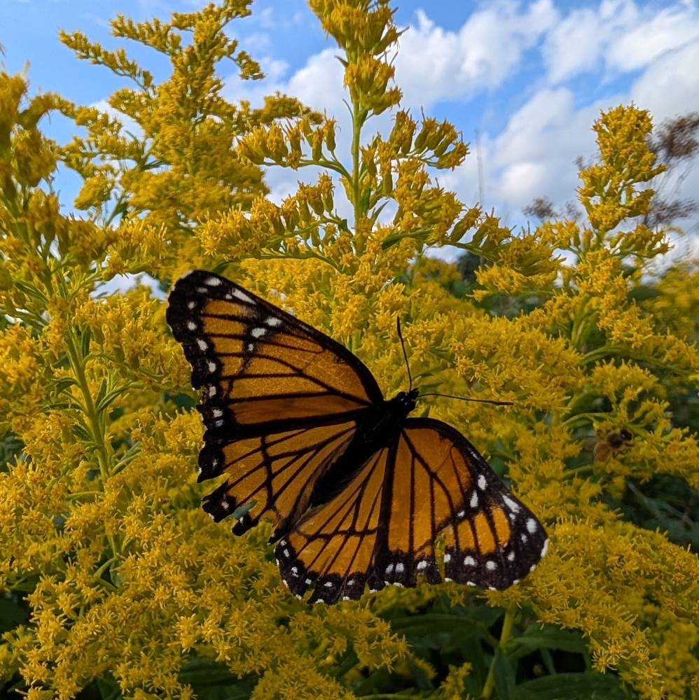 Meet your Posher, DW.